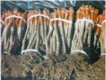 /album/galeria-de-fotos-pagina-inicial2/enxertos-prontos-para-o-cliente-jpg2/